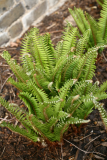 Polystichum munitum RCP4-2015 333.JPG